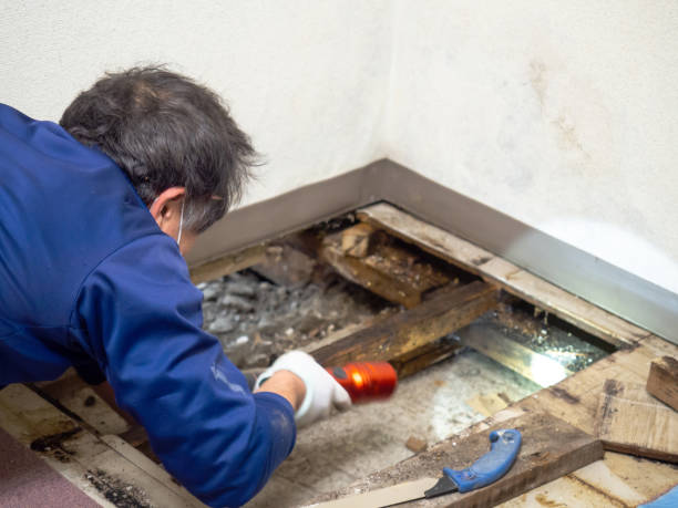 Best Crawl Space Mold Removal  in Ocean Pines, MD