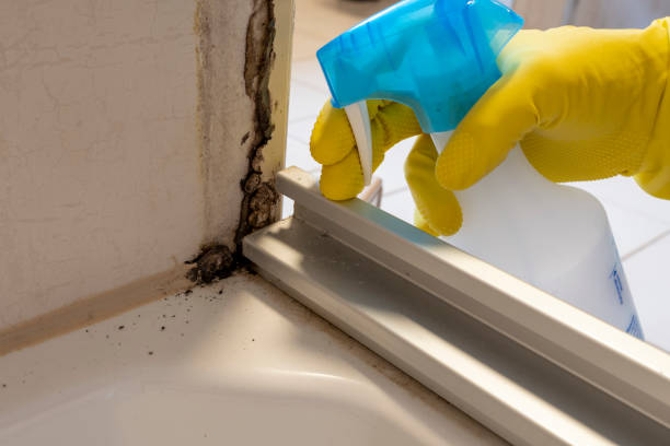 Best Professional Mold Removal  in Ocean Pines, MD