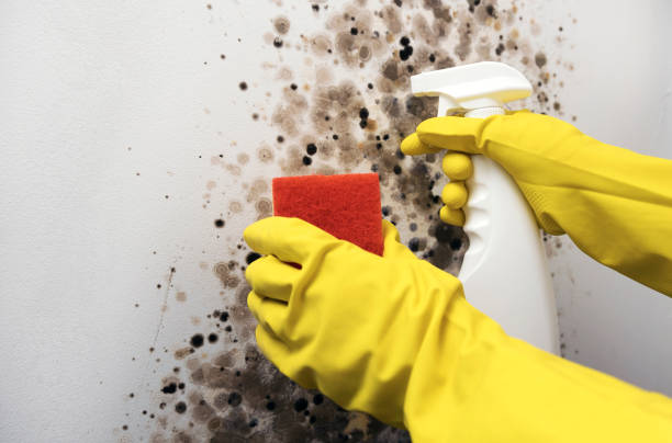 Best Residential Mold Removal  in Ocean Pines, MD