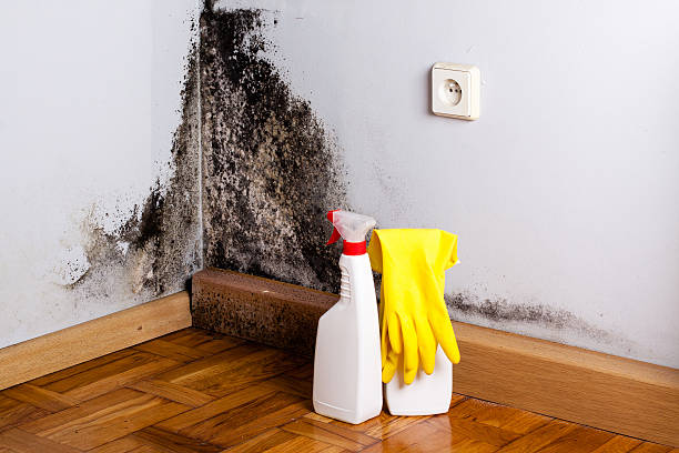 Best Toxic Mold Removal  in Ocean Pines, MD