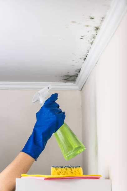 Best Certified Mold Removal  in Ocean Pines, MD